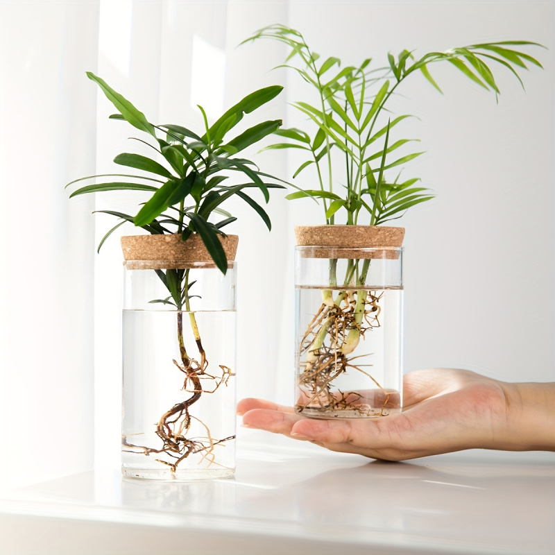 Plant Growth Regulator - 수경재배 식물 데스크탑 유리 화분 꽃병,
