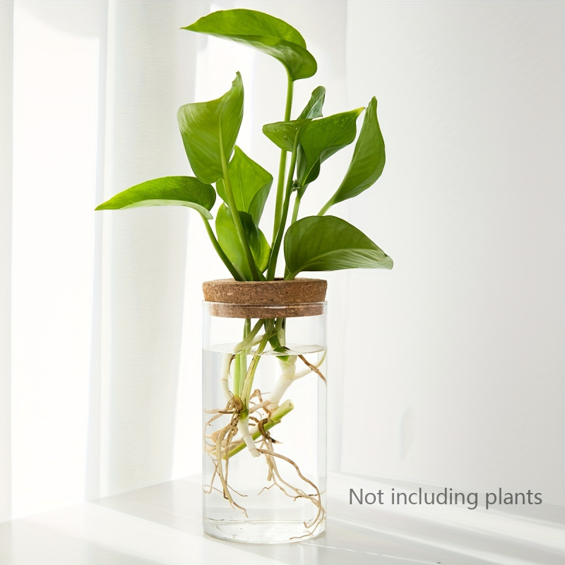 수경재배 식물 데스크탑 유리 화분 꽃병, 홈 데코, 식 - Plant Growth Regulator 리뷰 및 가격