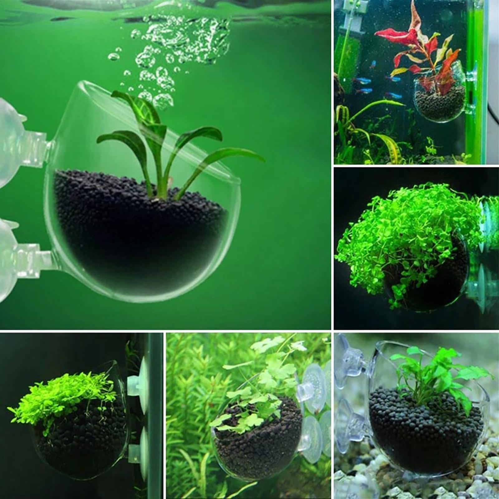 아크릴 수생 식물 화분, 흡착식 어항 장식, 비바리움  - Plant Growth Regulator 리뷰 및 가격